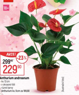 Anthurium - Toulitka
