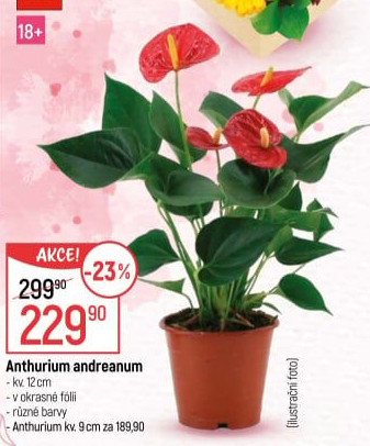 Anthurium - Toulitka