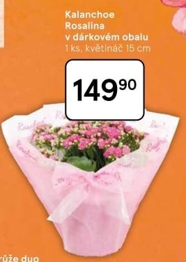 Kalanchoe - Kolopejka