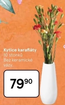 Řezaný karafiát
