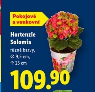 Hortenzie - Hydrangea