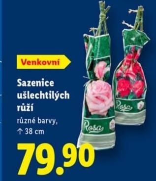 Sazenice růží