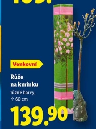 Sazenice růží