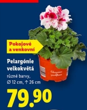 Muškáty / Pelargonie