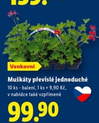 Muškáty / Pelargonie