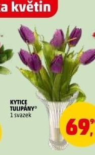 Řezané tulipány