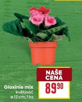 Gloxinie