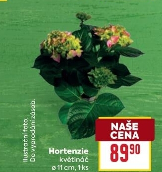 Hortenzie - Hydrangea