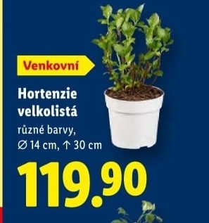 Hortenzie - Hydrangea