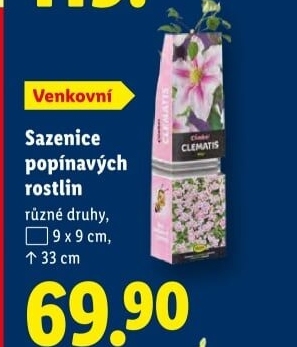 Sazenice popínavých rostlin