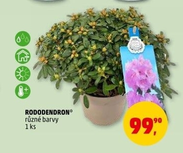 Rododendron - Pěnišník - Azalea