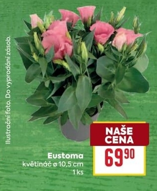 Eustoma - Jícnovka - Lisianthus