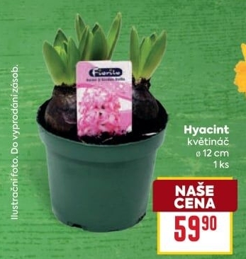 Hyacint