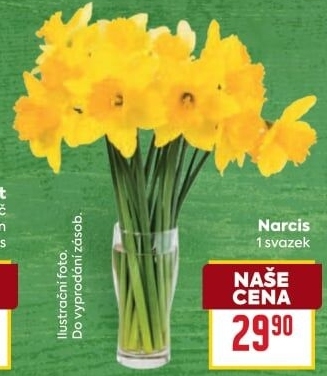 Řezané narcisky