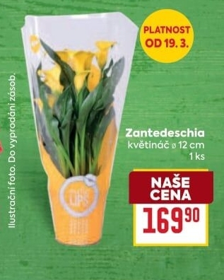 Zantedeschia - Kornoutovka