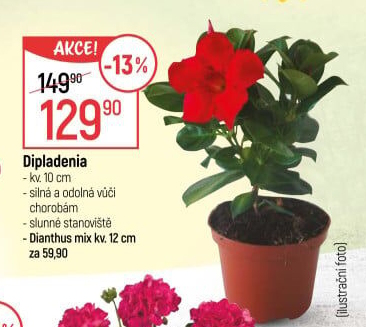 Dipladenie – Mandevila – Mandevilla sundaville