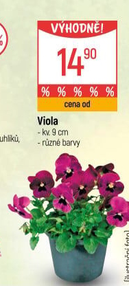 Maceška - Viola