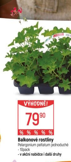 Muškáty / Pelargonie