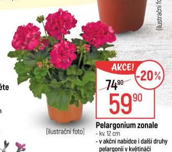 Muškáty / Pelargonie