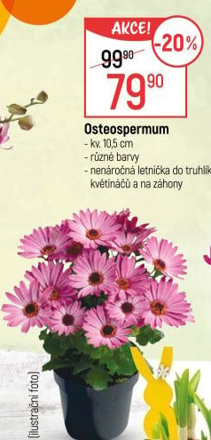 Paprskovka - Kapská kopretina - Osteospermum