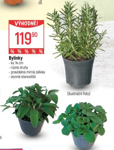 Bylinky v květináči
