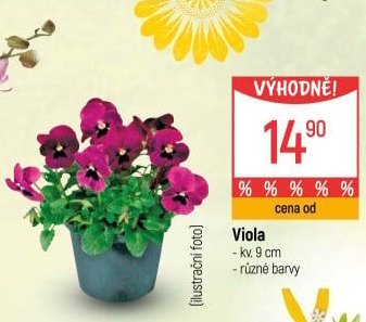 Maceška - Viola