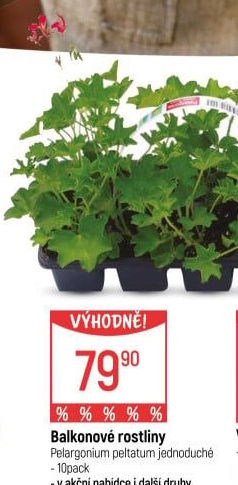 Muškáty / Pelargonie