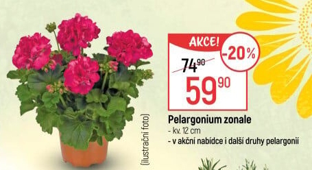 Muškáty / Pelargonie