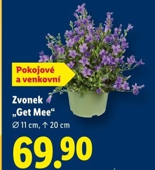 Campanula - Zvonek