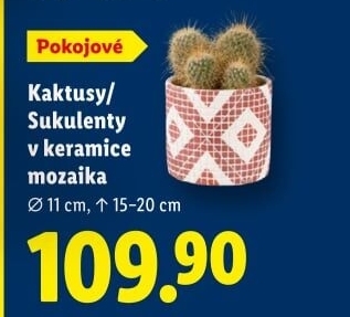 Kaktus