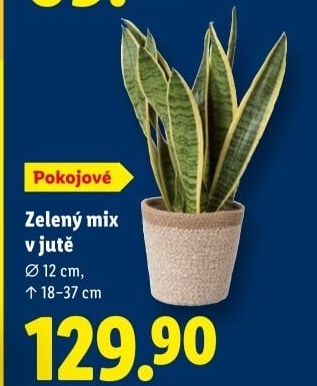 Mix zelených rostlin