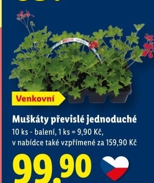 Muškáty / Pelargonie