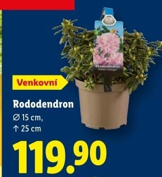 Rododendron - Pěnišník - Azalea