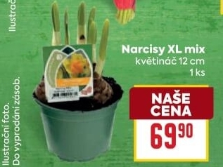 Narcisky