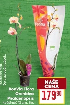 Orchidej Flora Billa Bonvia