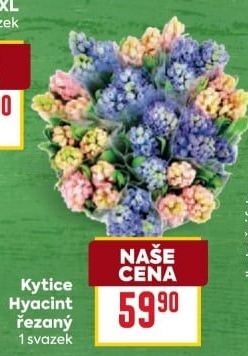 Řezané hyacinty