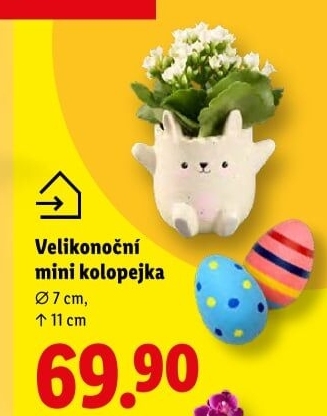 Kalanchoe - Kolopejka
