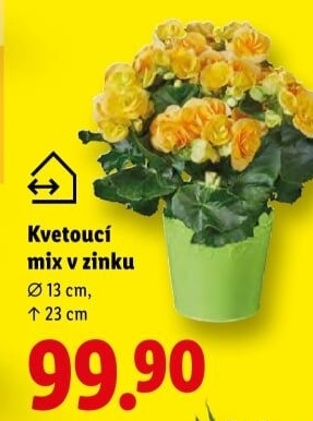 Mix kvetoucích rostlin