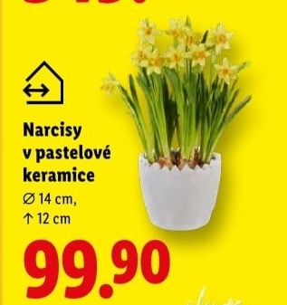 Narcisky