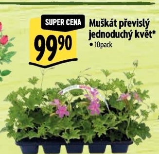 Muškáty / Pelargonie