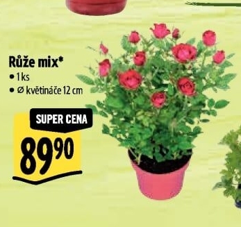 Růže