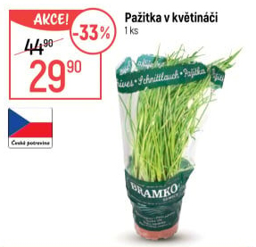 Bylinky v květináči
