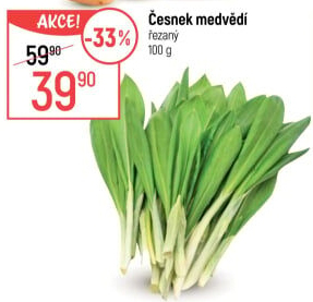 Medvědí česnek