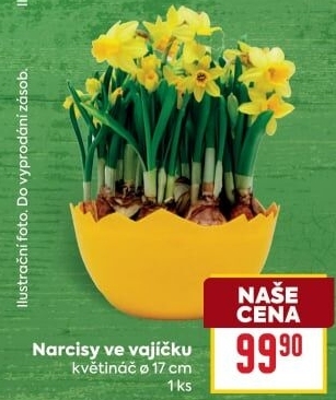 Narcisky