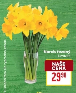 Řezané narcisky