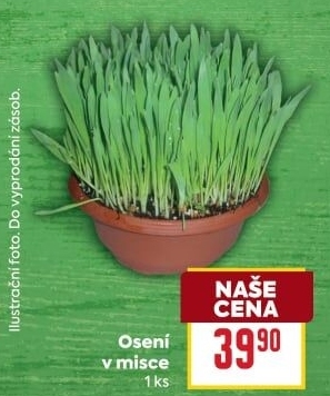 Velikonoční osení