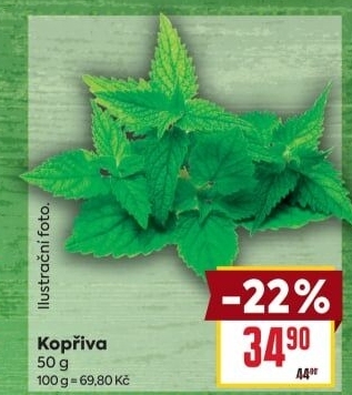 Kopřiva čerstvá