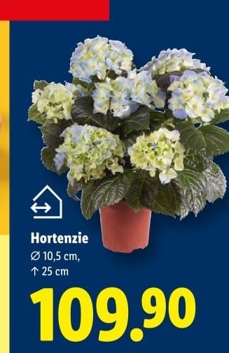 Hortenzie - Hydrangea
