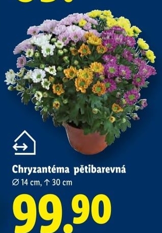 Chrysanthemum - Chryzantéma