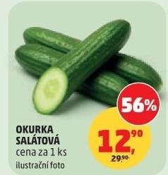Okurka salátová - hadovka